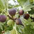 thumbnail image 5 of Bordeaux Fig Tree – Sweet, Dark-Purple Fruit Tree for Home Gardens, 5 of 6