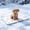 129#B, variant on Cooling Ice Silk Pet Sleeping Pad, Sweat Preventing Skin Friendly Fabric, Scratch Resistant Durable Halloween Pet Mat, Foldable Reusable Cushion for Pet Crate Bed Travel Camping Use