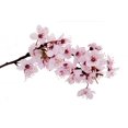 thumbnail image 2 of Cherry Blossom Wall Decal by Wallmonkeys Peel and Stick Graphic (24 in W x 16 in H) WM24065, 2 of 4