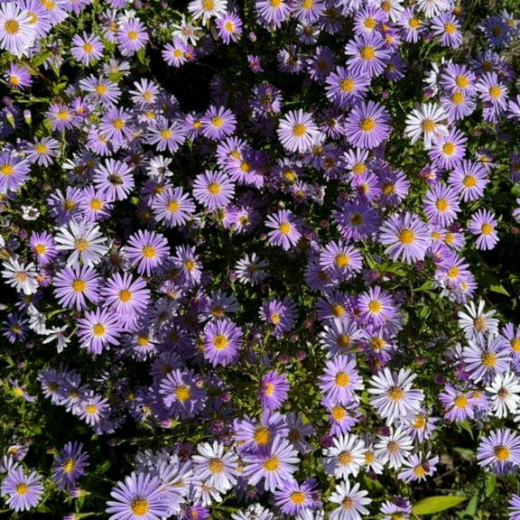 Purple Aster Perennial Live Plant, 4-8 inches, Compact Aster Perennial Live Plant for Fall Color