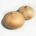 thumbnail image 1 of YBQF Fresh Young Jicama 5 LB, 1 of 1