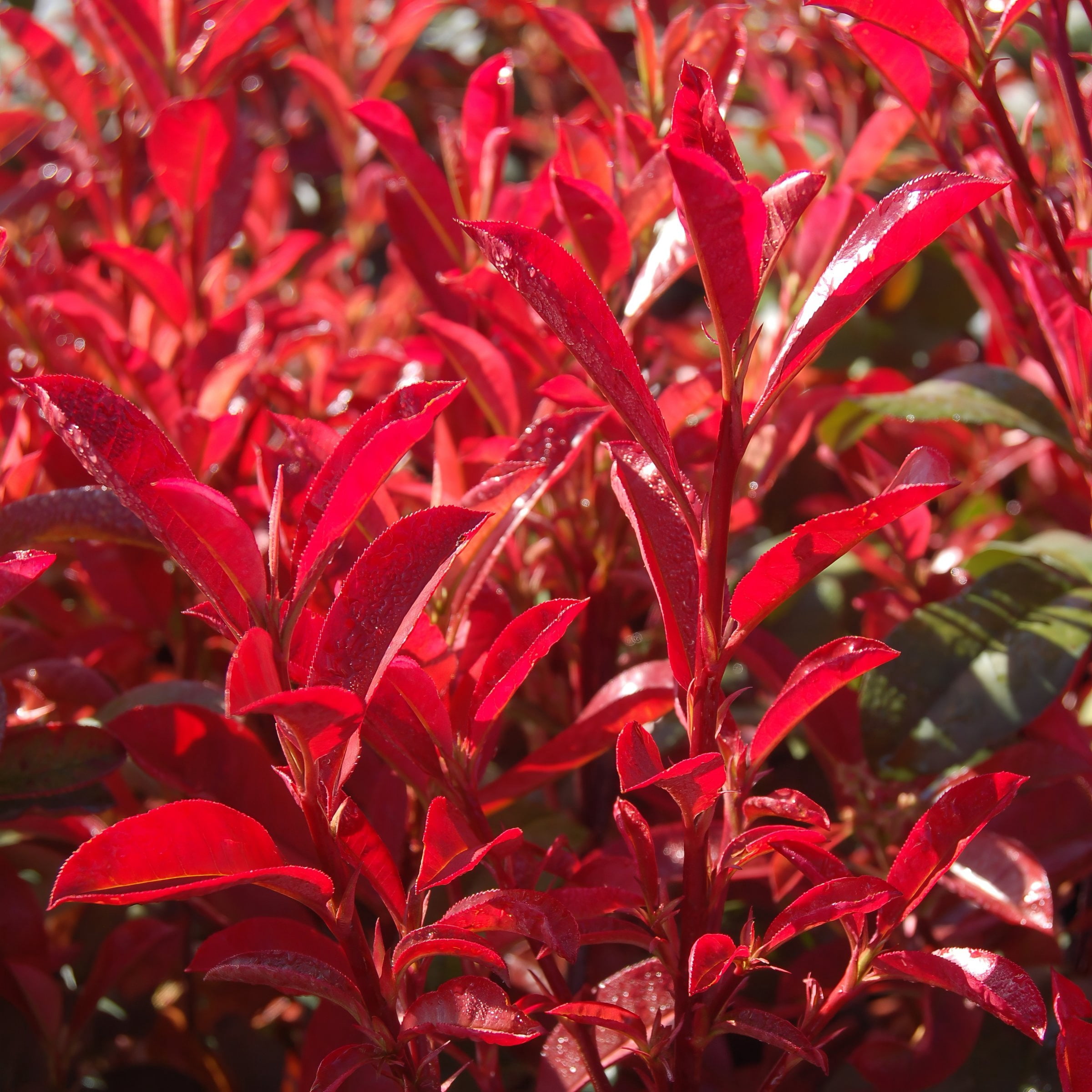 National Plant Network 4 in. Photinia Dynamo Red (16-Pack)