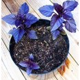 thumbnail image 2 of GSDWIUEW Seeds Herb Indoor Basil Purple Opal Heirloom, 2 of 8