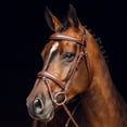 thumbnail image 1 of Horze Sion Bridle with Reins, 1 of 7