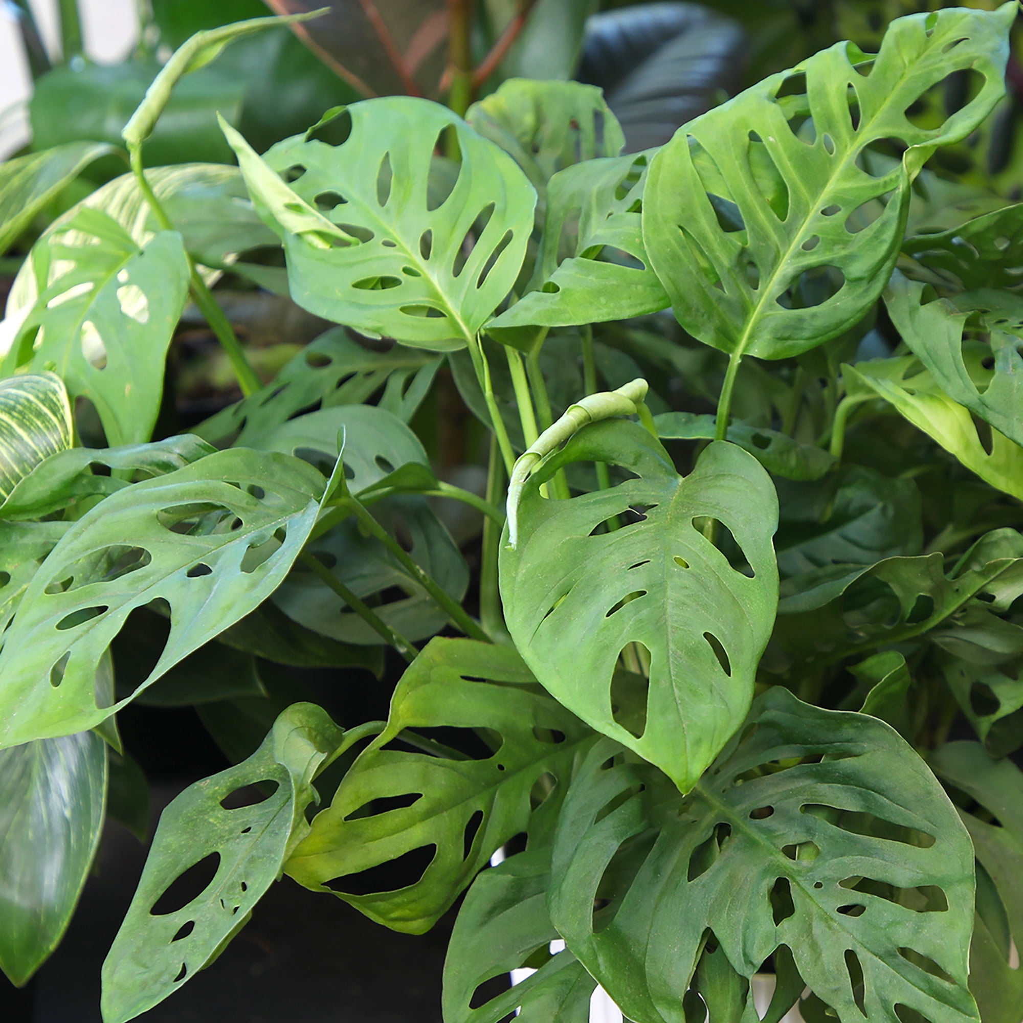 Swiss Cheese Plant (Monstera) Houseplant | 6in Decor Pot; Indirect Light | Element by Altman Plants