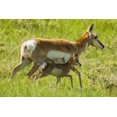 thumbnail image 2 of Illg, Cathy and Gordon 14x11 Black Ornate Wood Framed with Double Matting Museum Art Print Titled - South Dakota, Custer SP Pronghorn with its fawn, 2 of 4