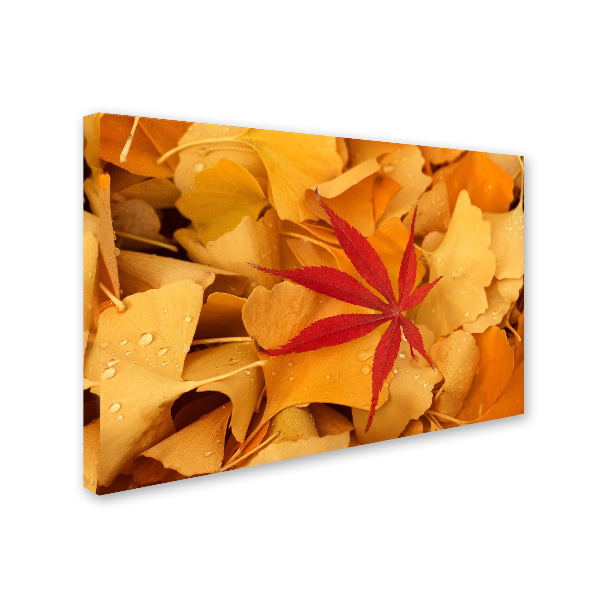 Trademark Fine Art "Red Star" Canvas Art by Philippe Sainte-Laudy