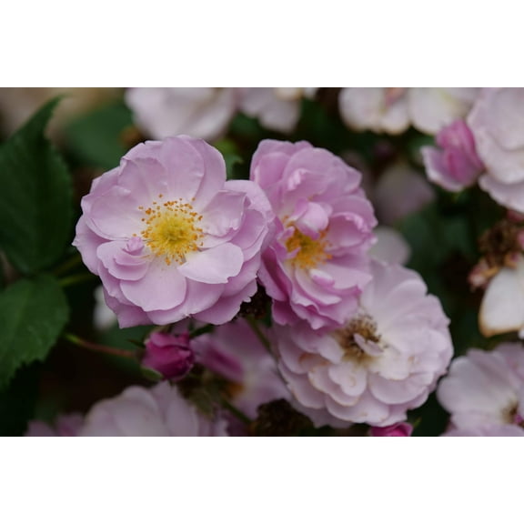 Rise Up Lilac Days® Mini Climber Rose