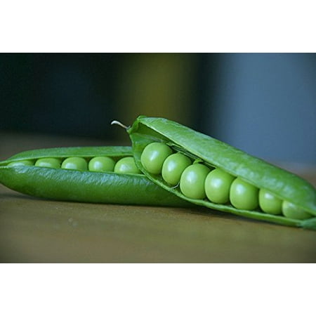 Pea Alaska Great Heirloom Vegetable 50 Seeds (Best Way To Stake Peas)