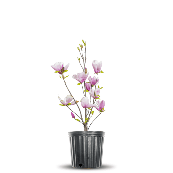 1 Gal. Jane Magnolia Tree - Showy Flowers - Fragrant