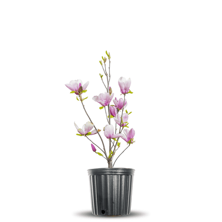 1 Gal. Jane Magnolia Tree - Showy Flowers - Fragrant
