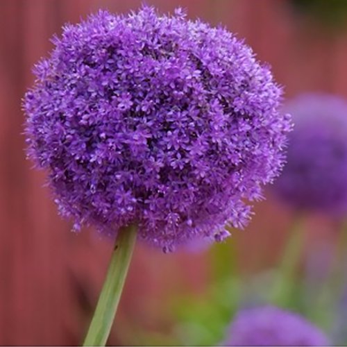 Gentle Giant Allium Flower Bulbs 3 Count