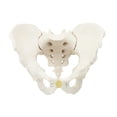 thumbnail image 1 of Modelo de pelvis masculina,Modelo médico de esqueleto modelo de pelvis masculina,Modelo de esqueleto masculino Modelo de pelvis masculina flexible,Modelo de esqueleto flexible Modelo pélvico, 1 of 9