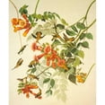 thumbnail image 3 of Audubon, John James 15x17 Black Modern Framed Museum Art Print Titled - Ruby-Throated Hummingbird, 3 of 5