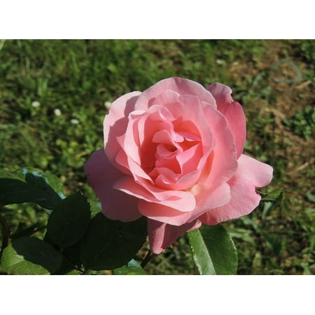 Pretty Petals Scented Flower - LAMINATED POSTER Spring Garden Flower Nature Pink Petals Pretty Poster Print 11 x 17