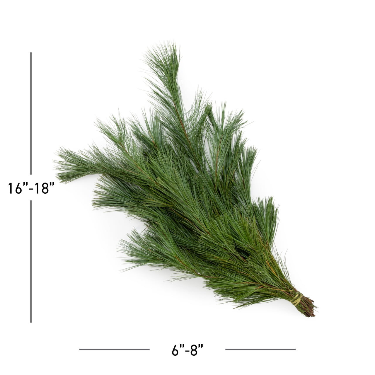 Expert Gardener 6 Inch Bough Bundle Bouqet Fresh Cut Pine Holiday Greens Live Plants