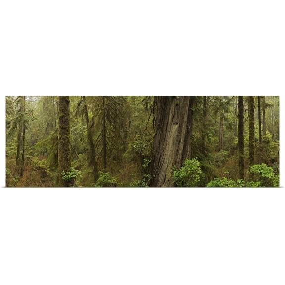 Great BIG Canvas | Rolled Robert Postma Poster Print entitled The Rainforest In Pacific Rim National Park, British Columbia, Canada