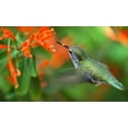 thumbnail image 2 of Inflight Hummingbird Wall Mural by Wallmonkeys Peel and Stick Graphic (48 in W x 29 in H) WM209121, 2 of 4