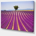 thumbnail image 2 of Lavender and Lonely Tree Uphill - Oversized Landscape Wall Art Print, 2 of 3