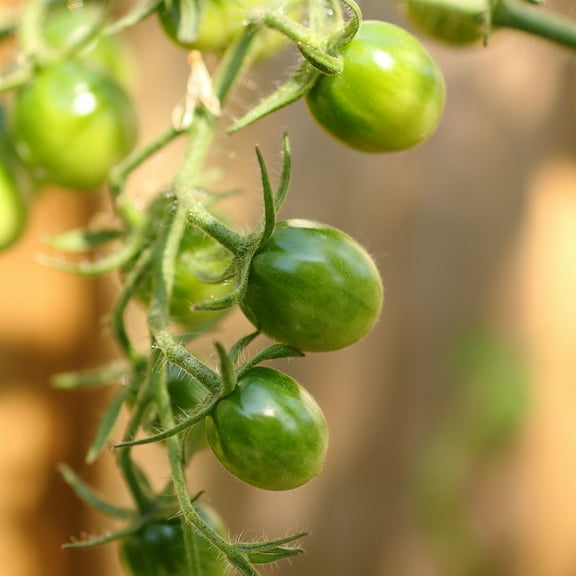 Mountain Valley Seed Company 65 Tomato Plant Seeds, N0n-GMO