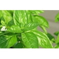 thumbnail image 2 of Basil Sweet Genovese Great Garden Herb 1,200 Seeds, 2 of 5