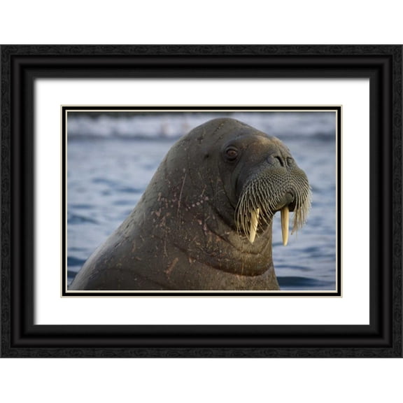 Young, Bill 32x23 Black Ornate Wood Framed with Double Matting Museum Art Print Titled - Norway, Svalbard Close-up of walrus in the water