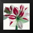 thumbnail image 2 of Andrew, Stephanie 20x20 Black Modern Framed Museum Art Print Titled - Amaryllis, 2 of 5
