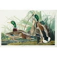 thumbnail image 2 of Audubon, John James 24x17 White Modern Wood Framed Museum Art Print Titled - Mallard Duck, 2 of 4
