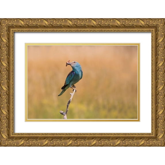 Chang, Phillip 18x13 Gold Ornate Wood Framed with Double Matting Museum Art Print Titled - Happy Roller