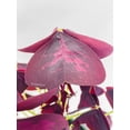 thumbnail image 3 of Bumble Plants Purple Oxalis Triangularis Live Plants in 4" Nursery Pot, 3 of 7