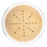 SHANY HD Finishing Powder Translucent - Paraben Free - FLAWLESS TOUCH ...
