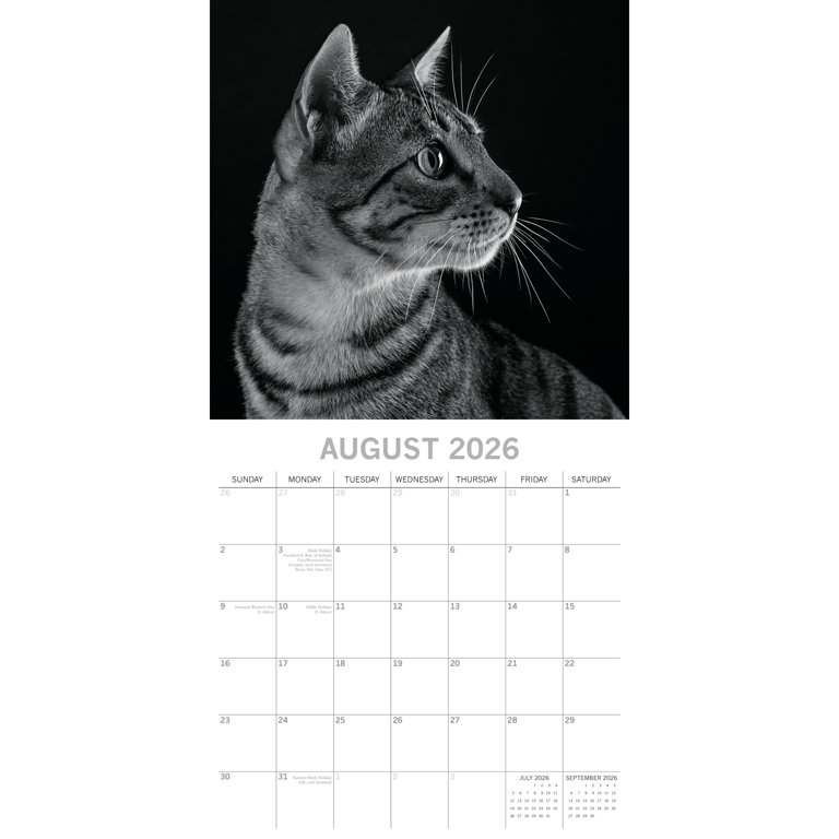 Aazon.co: The Gifted Stationary 2026 Square Wall Calendar, Cats