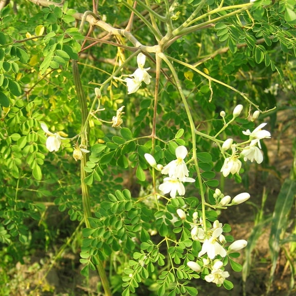 TomorrowSeeds - Moringa (Drumstrick Tree) Seeds - 10  Count - For 2025 Planting Moringa Oleifera