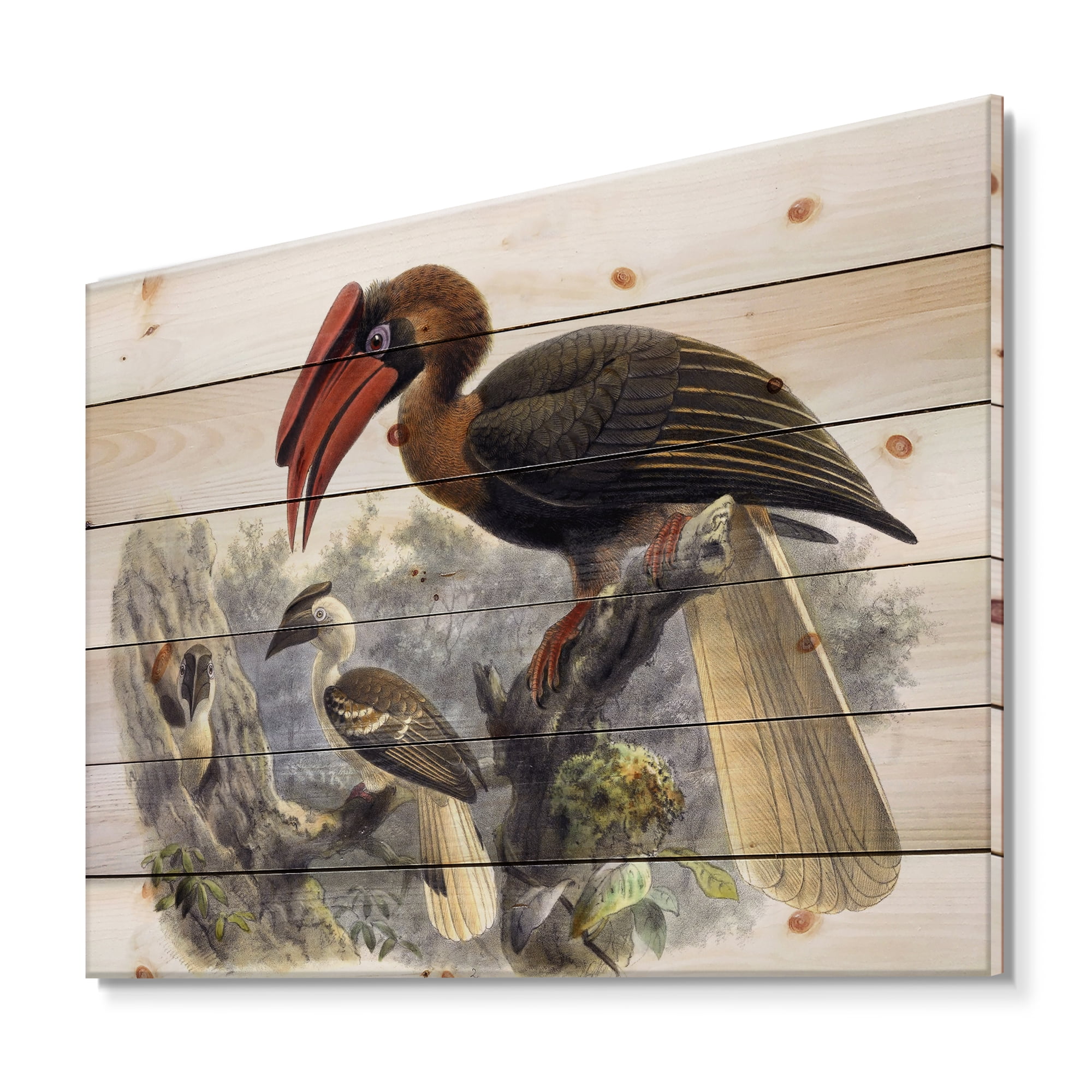 Designart 'Ancient Australian Birds XI' Traditional Print on Natural Pine Wood