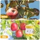 thumbnail image 4 of Trampas para insectos de abeja, avispas colgantes, trampa para avispones de abejas para exteriores, jardín, patio, 4 of 6