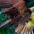 thumbnail image 5 of Orinice  Bird of Paradise Long Shower Curtain with Hooks Beautiful Flying Bird Jungle Forest Fabric Shower Curtain Large Polyester  36x72, 5 of 7