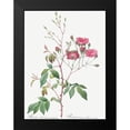 thumbnail image 2 of Redoute, Pierre Joseph 15x18 Black Modern Framed Museum Art Print Titled - Pink Noisette, Rosa noisettiana purpurea, 2 of 5