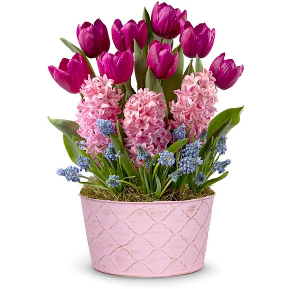 From You Flowers - Purple Tulip and Pink Hyacinth Bulb Garden with Free Pot (Fresh Plant)