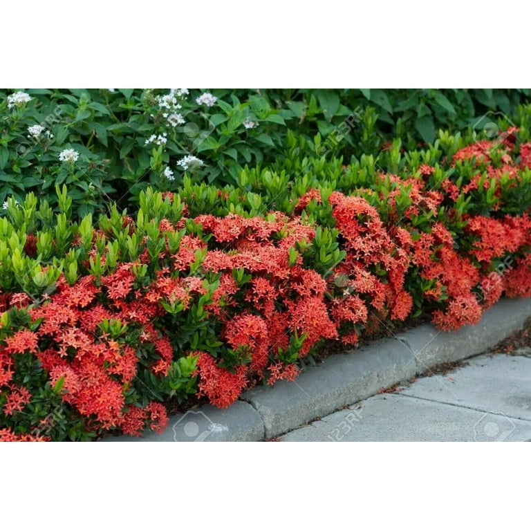 Ixora Taiwanese Red 1 Extra Large 3 Gallon Plant Ixora chinensis Lush  Tropical Bloomer Vibrant Garden Addition - Walmart.com
