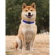 thumbnail image 2 of Collar de perro TagMe de nailon reflectante ajustable para perros medianos, 2 of 7