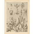 thumbnail image 2 of Wild Apple Portfolio 15x18 Gold Ornate Wood Framed with Double Matting Museum Art Print Titled - Lithograph Florals IV, 2 of 4