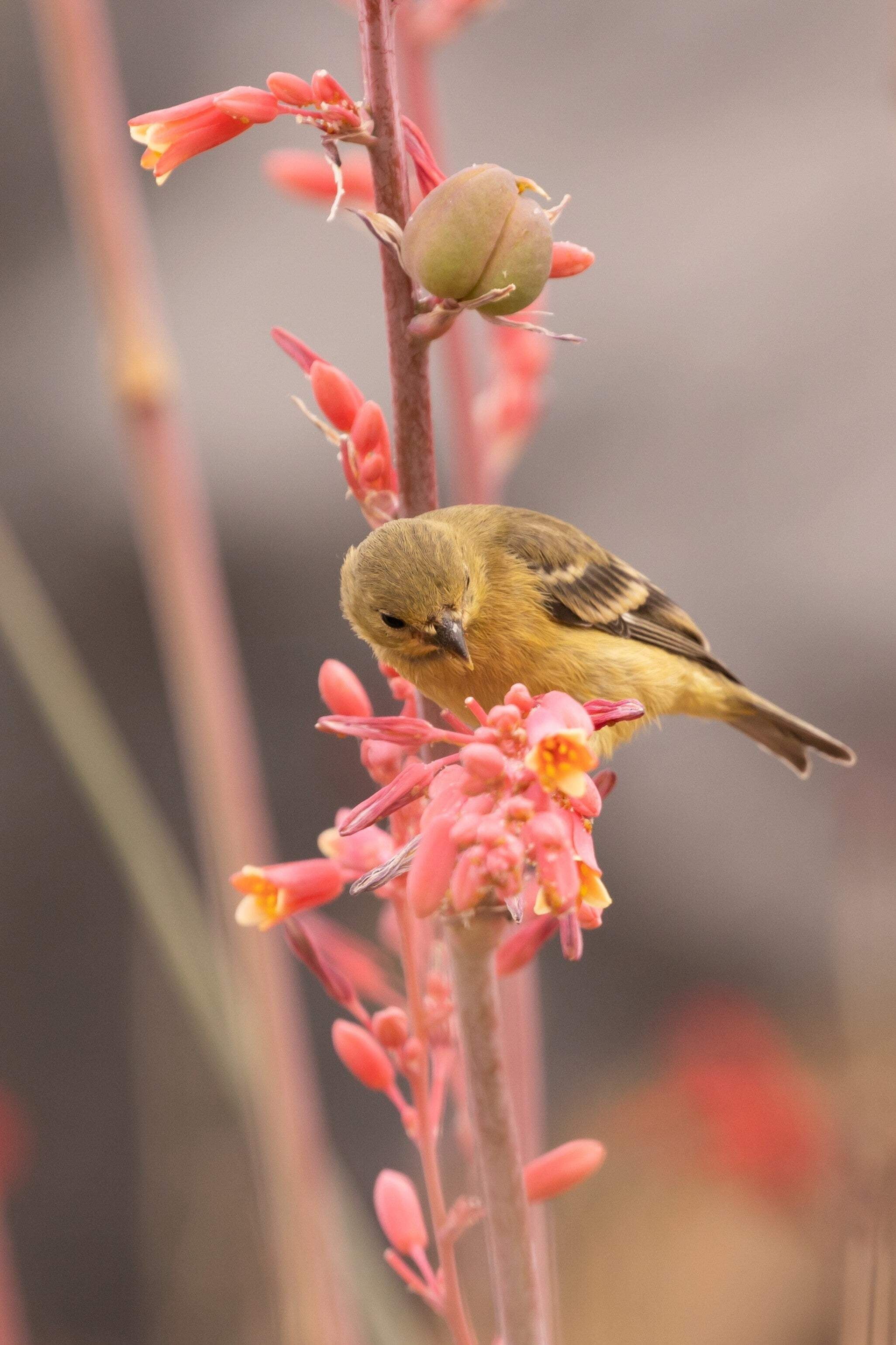 1000 Bulk RED YUCCA Hesperaloe Parviflora Hummingbird Coral Yucca Flower Seeds