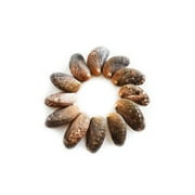 Angle View: 12 Small Green Abalone Shells 1-2" (Donkey's Ear) Haliotis Asinina American Crafts