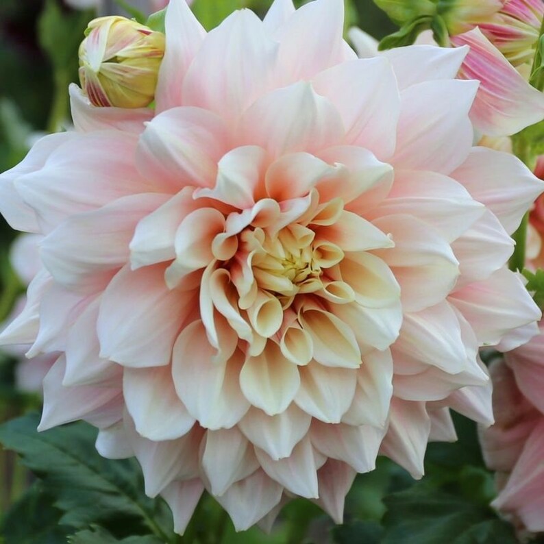 40 Seeds Dinnerplate Break Out Dahlia Seeds Pollinator Friendly Heirloom Flower Seeds Mix for Garden Blooms