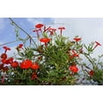 thumbnail image 3 of 30 CARDINAL CLIMBER VINE Ipomea Quamoclit Red Flower Seeds, 3 of 11