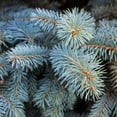 thumbnail image 4 of Brighter Blooms - Colorado Blue Spruce Tree, 2-3 ft. - No Shipping to AK, AZ, HI, 4 of 4
