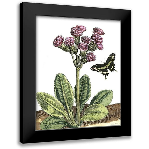 De Bry, Johann 12x14 Black Modern Framed Museum Art Print Titled - Garden Vignette II