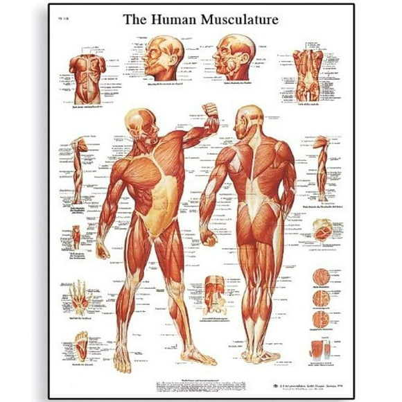 3B Scientific VR1118L Glossy Laminated Paper Human Musculature Anatomical Chart, Poster Size 20" Width x 26" Height