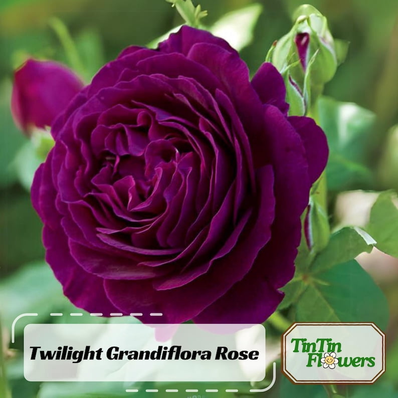 30 Grandiflora Rose Seeds, Perennial Flower Mix, for Late Winter to Early Spring Planting