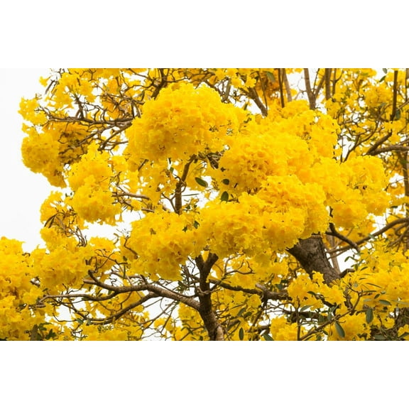 Golden Trumpet Tree Seeds for Planting (10 Seeds) - Stunning Gold Trumpet Shaped Blooms - Tropical Tree - Tabebuia chrysotricha